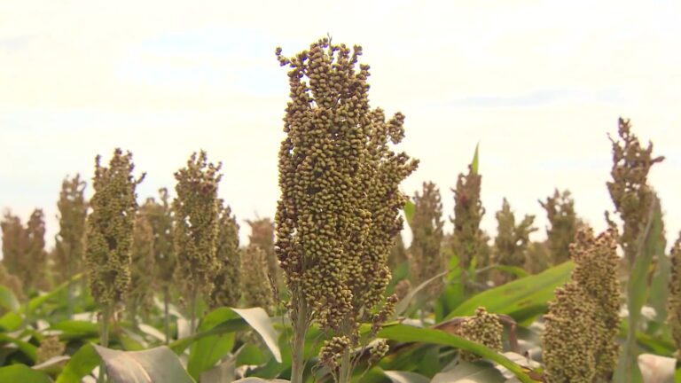 CN Agro destaca o plantio de sorgo no interior de São Paulo