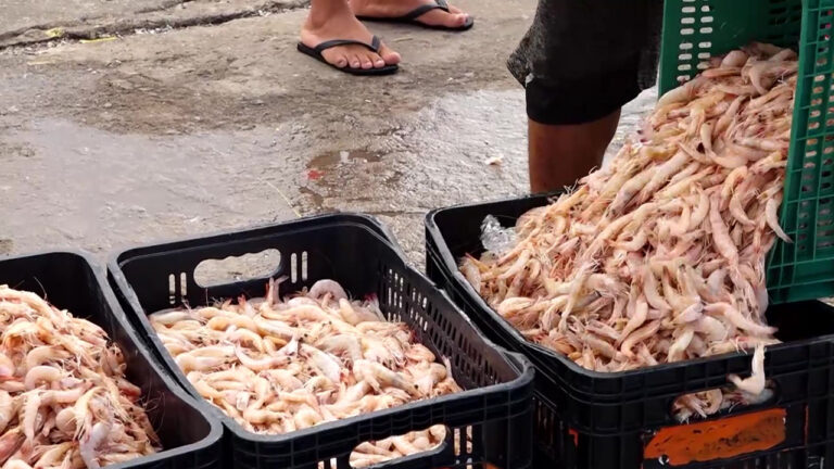 Defeso do camarão é destaque no CN Agro dessa semana